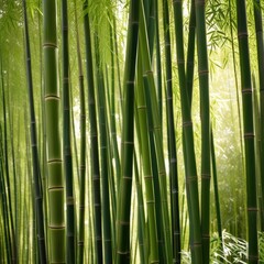 Fototapeta premium A dense grove of tall, slender bamboo stalks bathed in warm sunlight, creating a serene and tranquil scene.