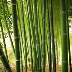 A dense grove of tall, slender bamboo stalks bathed in warm sunlight, creating a serene and tranquil scene.