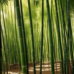 Fototapeta premium A dense grove of tall, slender bamboo stalks bathed in warm sunlight, creating a serene and tranquil scene.