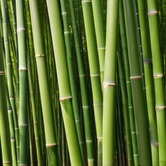 Fototapeta premium A dense grove of tall, slender bamboo stalks bathed in warm sunlight, creating a serene and tranquil scene.