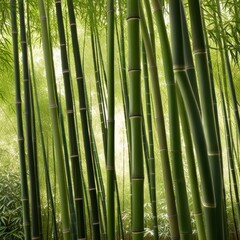 Fototapeta premium A dense grove of tall, slender bamboo stalks bathed in warm sunlight, creating a serene and tranquil scene.