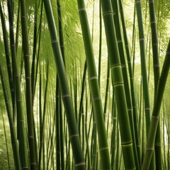 Obraz premium A dense grove of tall, slender bamboo stalks bathed in warm sunlight, creating a serene and tranquil scene.