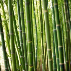 Fototapeta premium A dense grove of tall, slender bamboo stalks bathed in warm sunlight, creating a serene and tranquil scene.
