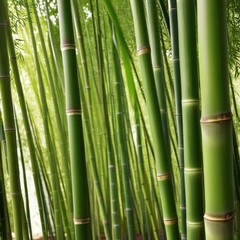 Fototapeta premium A dense grove of tall, slender bamboo stalks bathed in warm sunlight, creating a serene and tranquil scene.