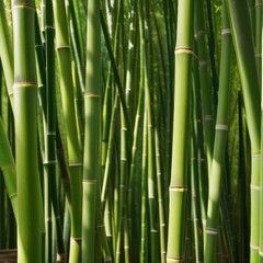 Obraz premium A dense grove of tall, slender bamboo stalks bathed in warm sunlight, creating a serene and tranquil scene.