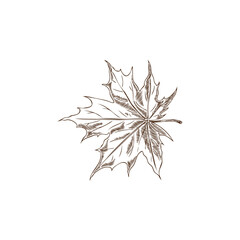 Vector illustration is a hand-drawn sketch depicting a single maple leaf on a white background.