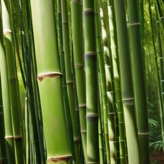 Fototapeta premium A dense grove of tall, slender bamboo stalks bathed in warm sunlight, creating a serene and tranquil scene.