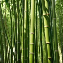 Fototapeta premium A dense grove of tall, slender bamboo stalks bathed in warm sunlight, creating a serene and tranquil scene.