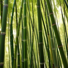 Obraz premium A dense grove of tall, slender bamboo stalks bathed in warm sunlight, creating a serene and tranquil scene.