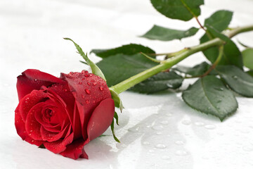 Beautiful red rose  white backgraund