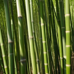 Obraz premium A dense grove of tall, slender bamboo stalks bathed in warm sunlight, creating a serene and tranquil scene.