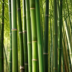 Fototapeta premium A dense grove of tall, slender bamboo stalks bathed in warm sunlight, creating a serene and tranquil scene.