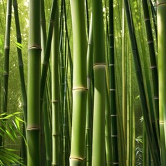 Fototapeta premium A dense grove of tall, slender bamboo stalks bathed in warm sunlight, creating a serene and tranquil scene.