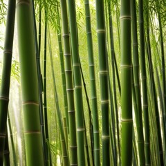Obraz premium A dense grove of tall, slender bamboo stalks bathed in warm sunlight, creating a serene and tranquil scene.
