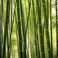 Fototapeta premium A dense grove of tall, slender bamboo stalks bathed in warm sunlight, creating a serene and tranquil scene.