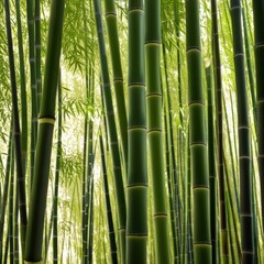 Fototapeta premium A dense grove of tall, slender bamboo stalks bathed in warm sunlight, creating a serene and tranquil scene.
