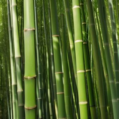 A dense grove of tall, slender bamboo stalks bathed in warm sunlight, creating a serene and tranquil scene.