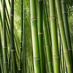 Obraz premium A dense grove of tall, slender bamboo stalks bathed in warm sunlight, creating a serene and tranquil scene.