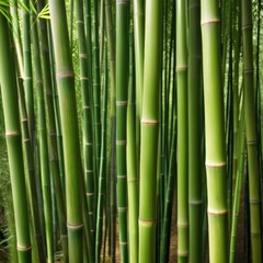 Fototapeta premium A dense grove of tall, slender bamboo stalks bathed in warm sunlight, creating a serene and tranquil scene.