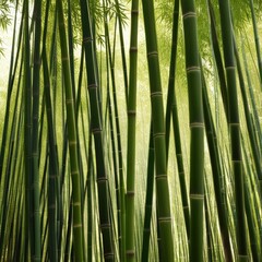 Fototapeta premium A dense grove of tall, slender bamboo stalks bathed in warm sunlight, creating a serene and tranquil scene.