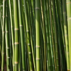 Obraz premium A dense grove of tall, slender bamboo stalks bathed in warm sunlight, creating a serene and tranquil scene.