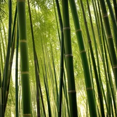 Fototapeta premium A dense grove of tall, slender bamboo stalks bathed in warm sunlight, creating a serene and tranquil scene.