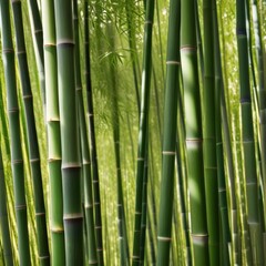 A dense grove of tall, slender bamboo stalks bathed in warm sunlight, creating a serene and tranquil scene.