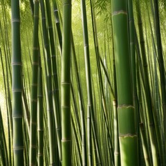 Fototapeta premium A dense grove of tall, slender bamboo stalks bathed in warm sunlight, creating a serene and tranquil scene.