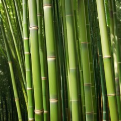 Fototapeta premium A dense grove of tall, slender bamboo stalks bathed in warm sunlight, creating a serene and tranquil scene.