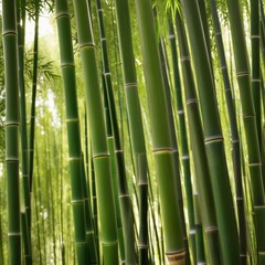 Fototapeta premium A dense grove of tall, slender bamboo stalks bathed in warm sunlight, creating a serene and tranquil scene.