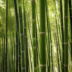 Obraz premium A dense grove of tall, slender bamboo stalks bathed in warm sunlight, creating a serene and tranquil scene.