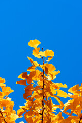 Close-up photo of golden color ginkgo leaves under blue sky in sunlight in autumn