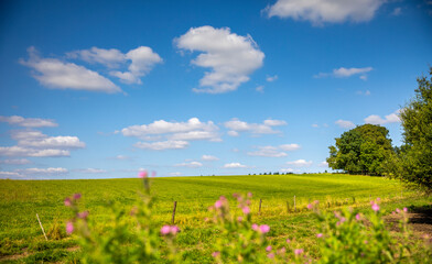 Paysage fleuri dans la campagne au printemps et ses champs d'herbe verte et de ciel bleu.