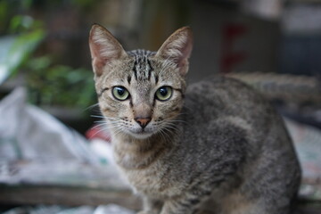 Portrait of a Villager cat