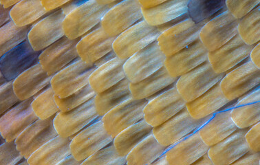 Butterfly wing microphotography