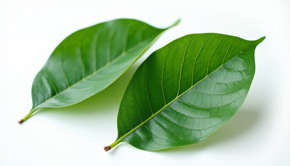 Obraz premium Close-up of Vibrant Green Leaves