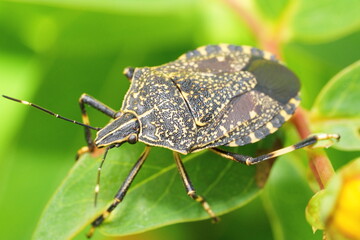 A stink bug on a leaf