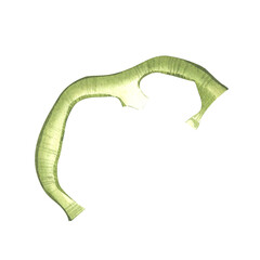 Green bell pepper, sliced. Watercolor illustration of a vegetable. Ingredient for the finished product. For background design, packaging. Cooking according to recipes