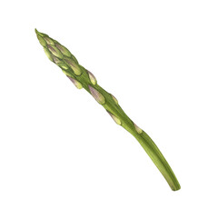 Green asparagus. Watercolor illustration of a fresh branch of greenery. Healthy dietary nutrition. Ingredient for the finished product. For background design, packaging. Cooking according to recipes