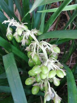 Ophiopogon japonicus. Convalaria con frutos verdes. 