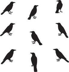 Fototapeta premium set of silhouettes of Crows
