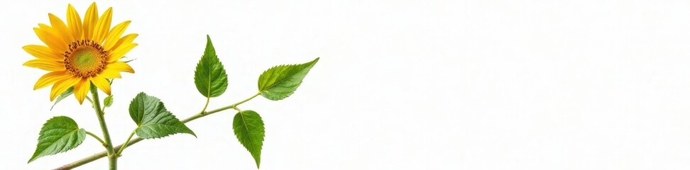 Obraz premium isolated sunflower with multiple stems and leaves on white background, garden, nature, stems