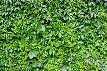 Green natural background of thickets of virgin grape lianas on a wall or fence.