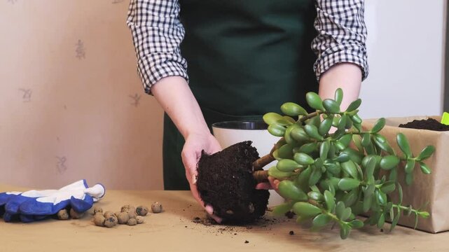 Woman transplants a houseplant into a large flower pot. Gardener pulls out a houseplant from an old pot for transplanting. Houseplant care, annual flower transplant.