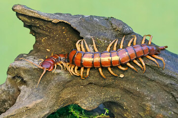 A centipede hunts for prey on a rotting tree trunk. This multi-legged animal has the scientific name Scolopendra morsitans.