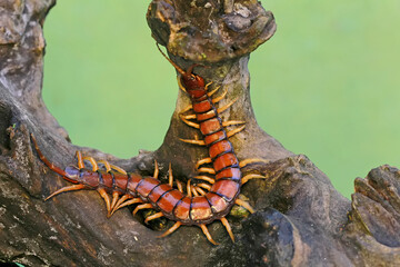 A centipede hunts for prey on a rotting tree trunk. This multi-legged animal has the scientific name Scolopendra morsitans.