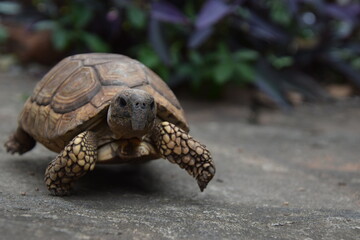 tortoise walking on stone road with plants background
