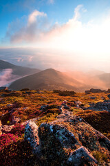 Fototapeta premium blooming red pink rhododendrons flowers in the mountains, amazing panoramic nature scenery 