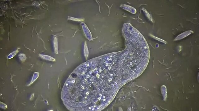 Movement of protozoa and bacteria under microscope 