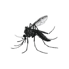 Mosquito vector Silhouette  illustration design
